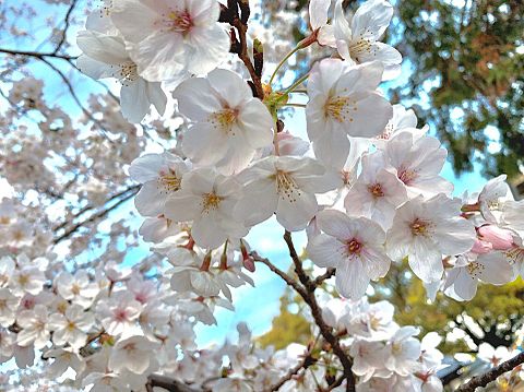 桜 風景の画像1146点 完全無料画像検索のプリ画像 Bygmo