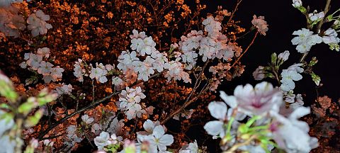 夜桜の画像(プリ画像)