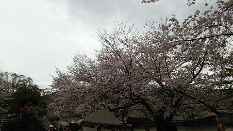 京都の桜の画像(プリ画像)