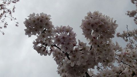 京都の桜の画像(プリ画像)