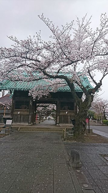 桜の花の画像 プリ画像