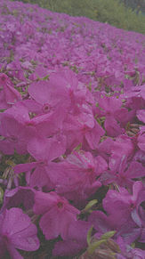 ピンク 壁紙 紫 花の画像39点 完全無料画像検索のプリ画像 Bygmo