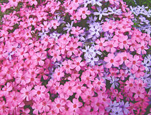かわいい 芝桜の画像3点 完全無料画像検索のプリ画像 Bygmo