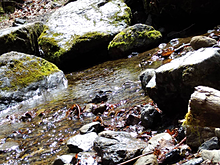 自然 川 キレイの画像(自然に関連した画像)