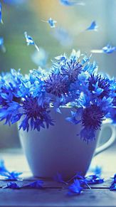 壁紙 青い 花の画像7点 完全無料画像検索のプリ画像 Bygmo