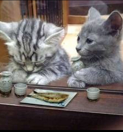 面白 かわいい猫ちゃん達の写真は いかがですか 完全無料画像検索のプリ画像 Bygmo