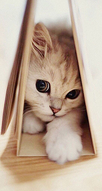 ♡ ポップソケット　可愛いブリティッシュショートヘア　猫　ネコちゃん　CAT