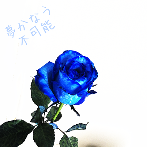 青い薔薇の画像 プリ画像
