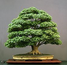 Bonsaiの画像(bonsaiに関連した画像)