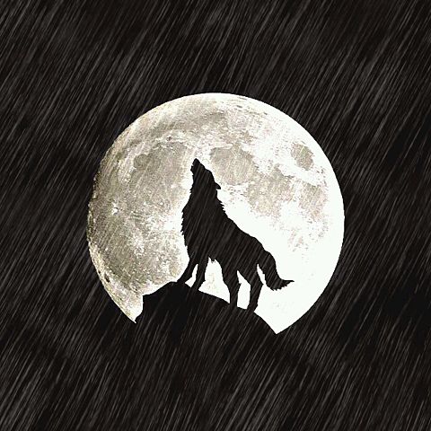 狼の画像(プリ画像)