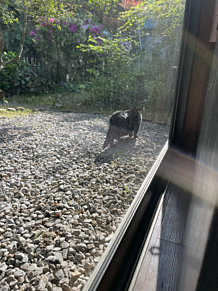 屋島寺から新屋島水族館のまでの道…。で出会った猫ちゃん。2匹。の画像(屋島寺に関連した画像)