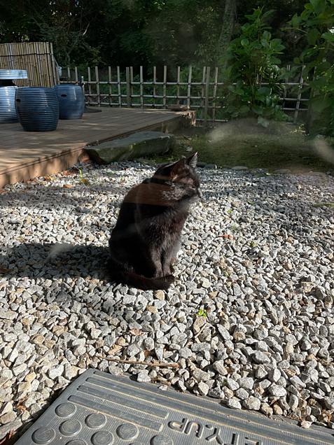 屋島寺から新屋島水族館のまでの道…。で出会った猫ちゃん。2匹。の画像(プリ画像)