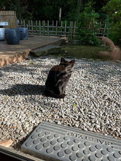 屋島寺から新屋島水族館のまでの道…。で出会った猫ちゃん。2匹。の画像(プリ画像)