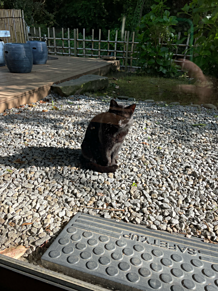 屋島寺から新屋島水族館のまでの道…。で出会った猫ちゃん。2匹。の画像(#までのに関連した画像)
