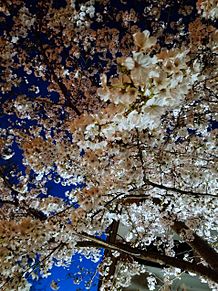 夜桜の画像(夜桜に関連した画像)