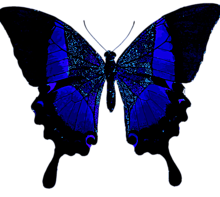 スタンプ 素材 蝶の画像29点 完全無料画像検索のプリ画像 Bygmo