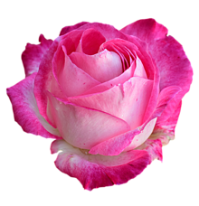 背景透過 薔薇 バラ ローズ ピンク スタンプの画像(バラ 背景に関連した画像)
