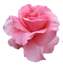 背景透過 薔薇 バラ ローズ ピンク スタンプの画像(ピンク 薔薇に関連した画像)