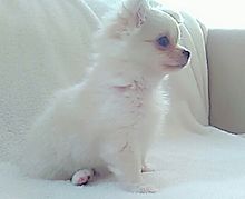 かわいい 犬 ポメラニアンの画像373点 完全無料画像検索のプリ画像 Bygmo