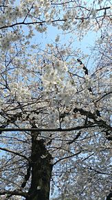 鶴舞公園公園の桜の画像(鶴舞公園に関連した画像)