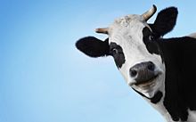 おもしろ 牛の画像93点 完全無料画像検索のプリ画像 Bygmo