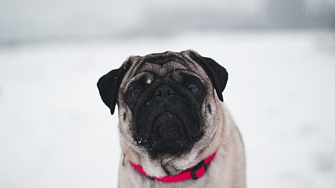 かわいい パグ 犬の画像59点 完全無料画像検索のプリ画像 Bygmo