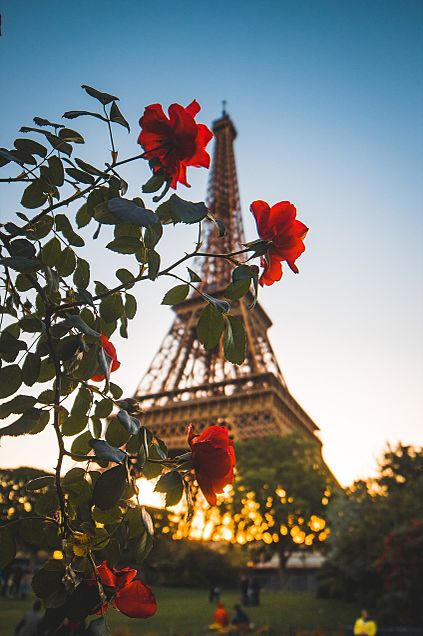 エッフェル塔と赤い花の画像 プリ画像