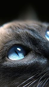 猫 綺麗な目の画像4点 完全無料画像検索のプリ画像 Bygmo
