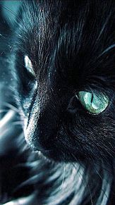 猫 綺麗な目の画像4点 完全無料画像検索のプリ画像 Bygmo