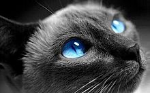 猫 綺麗の画像949点 完全無料画像検索のプリ画像 Bygmo