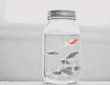 Gold fish プリ画像