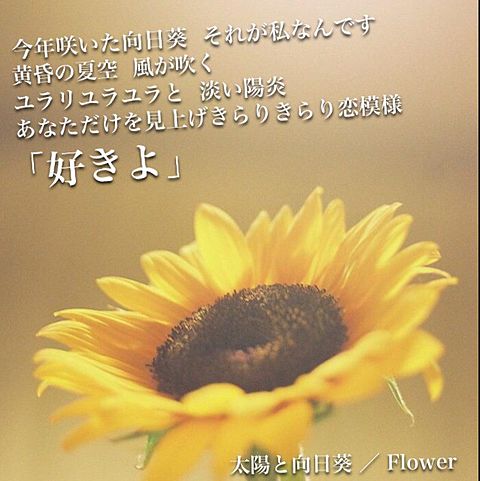 Flower 歌詞画 太陽と向日葵 完全無料画像検索のプリ画像 Bygmo
