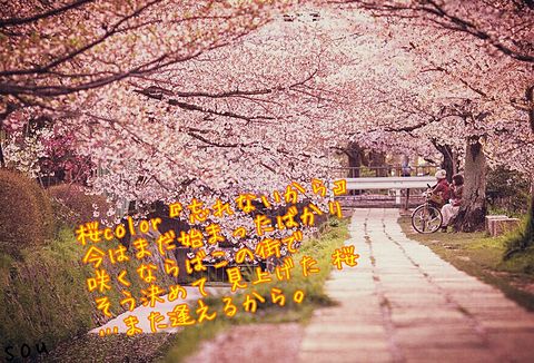 桜colorの画像 プリ画像