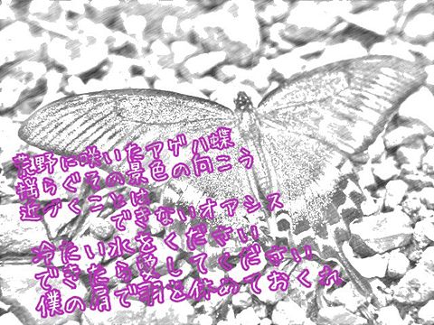 アゲハ蝶の画像(プリ画像)