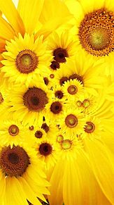 壁紙 夏の花の画像4点 完全無料画像検索のプリ画像 Bygmo