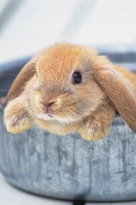 スマホ 壁紙 ウサギの画像6点 完全無料画像検索のプリ画像 Bygmo