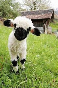 動物 可愛い 羊の画像10点 完全無料画像検索のプリ画像 Bygmo
