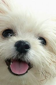 スマホ 壁紙 犬の画像14点 完全無料画像検索のプリ画像 Bygmo
