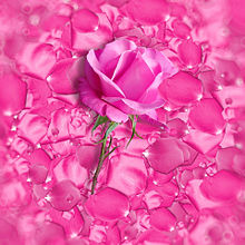 ピンク 背景 薔薇の画像165点 完全無料画像検索のプリ画像 Bygmo