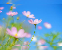 きれい 壁紙 桜の画像38点 完全無料画像検索のプリ画像 Bygmo