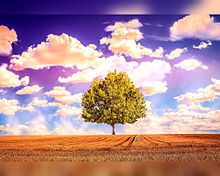 幻想ファンタジー  幻想的  黄葉樹の画像(自然に関連した画像)
