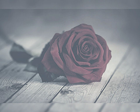 ゴシック 壁紙 薔薇の画像18点 完全無料画像検索のプリ画像 Bygmo