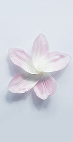 オシャレ 壁紙 花の画像1014点 完全無料画像検索のプリ画像 Bygmo