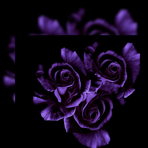 薔薇 バラ ローズ 幻想的 ダーク エモいの画像 プリ画像