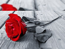 真紅の薔薇🌹  バラ  ローズの画像(エモい レトロに関連した画像)