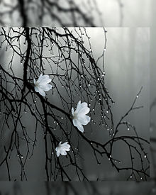 枯れ木に花を咲かせましょの画像(和風に関連した画像)