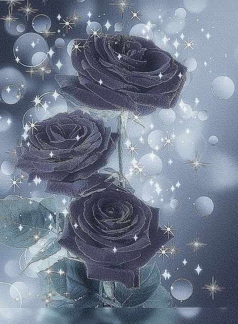 薔薇 モノクロ キラキラ エモい ローズの画像 プリ画像