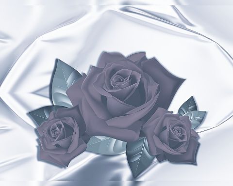 薔薇🌹  バラ  ローズ  モノクロの画像 プリ画像