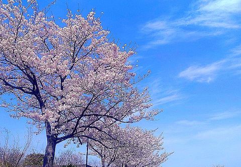 桜  桜の木  青空  空  雲  風景の画像 プリ画像