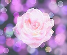 薔薇 バラ ローズ ピンク パステルの画像(#ピンクに関連した画像)